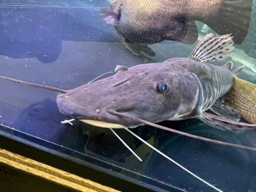 タイガーシャベルノーズキャット目測40cm