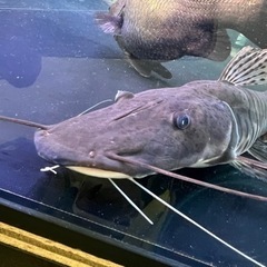 タイガーシャベルノーズキャット目測40cm