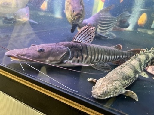 タイガーシャベルノーズキャット目測40cm