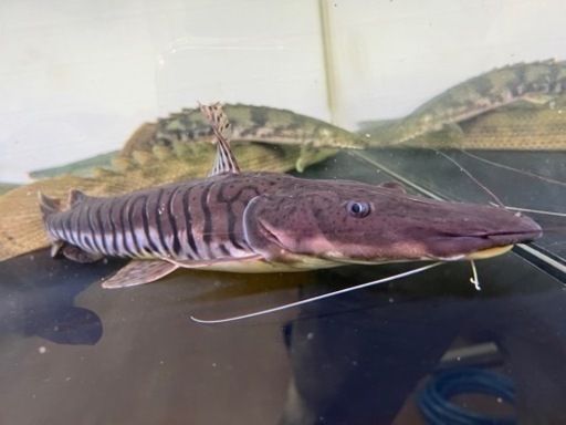 タイガーシャベルノーズキャット目測40cm