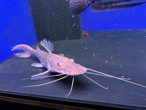 タイガーシャベルノーズキャット目測40cm