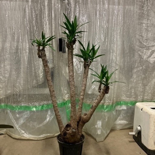 観葉植物ユッカ