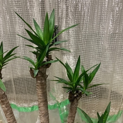 観葉植物ユッカ