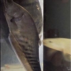 ナイフフィッシュの中古が安い！激安で譲ります・無料であげます