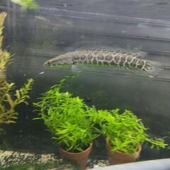 雷魚