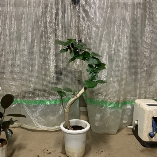 観葉植物ウンベラータ