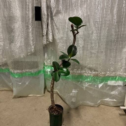 観葉植物　インドゴムの木