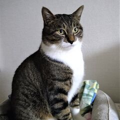 温和なキジシロ男子こうちゃん