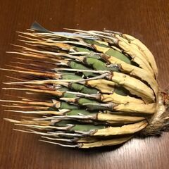 アガベの植え付けと並べ替えなど