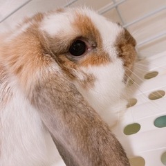 【うさぎ】里親様が決まりました🐰皆様お問い合わせ本当にありがとう...