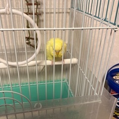 セキセイインコの里親募集です