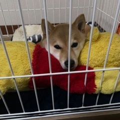 犬友募集🐶