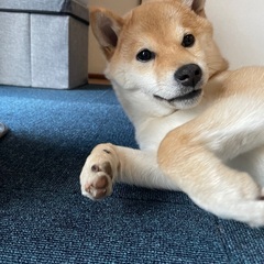 犬友募集🐶 - メンバー募集