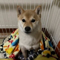 犬友募集🐶 - 高崎市