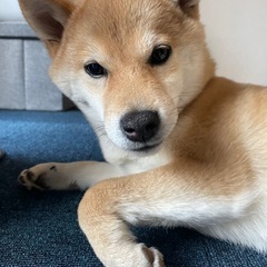 犬友募集🐶 − 群馬県