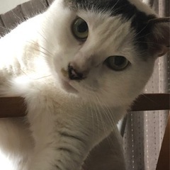 5歳の甘えん坊な男の子です。