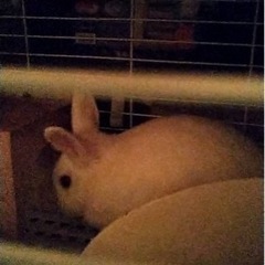 保護ミニうさぎオス１歳