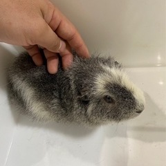 モルモットの里親募集