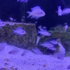 ネオランプロローグス・ブリチャージ(稚魚)