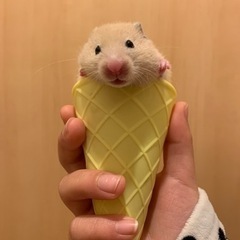 キンクマハムスター