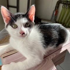 仙台市泉区⭐︎里親募集、（3ヶ月の子猫♂）