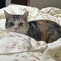 パステル三毛ちゃん💕まだまだビビりです。1歳から2歳くらい