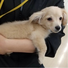 ペット用品譲って貰えませんか(;_;)