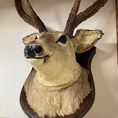 リサイクルサービス八光】鹿剥製