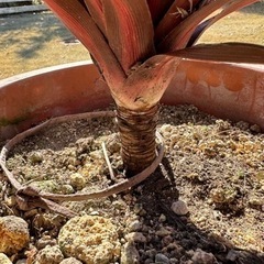 赤ドラセナ　レッドスター　コルジリネの画像