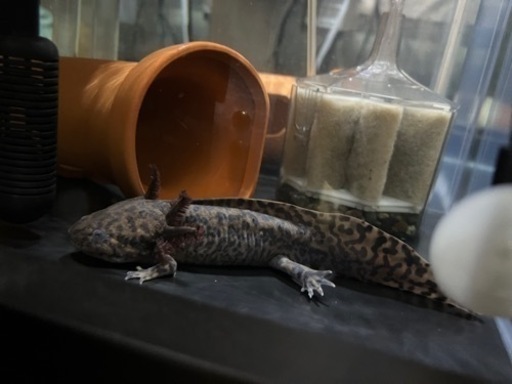 アンダーソンサラマンダー 欠損無し