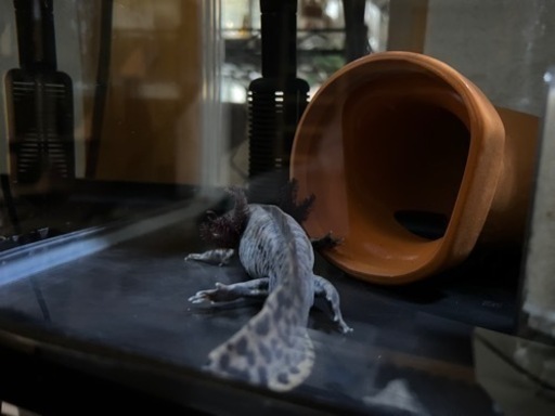 アンダーソンサラマンダー 欠損無し