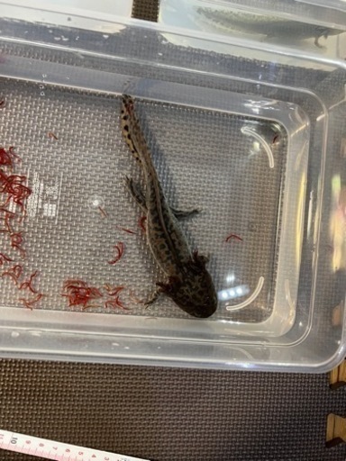 アンダーソンサラマンダー 欠損無し