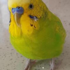 【迷子】黄緑色のセキセイインコ(ココちゃん)を探しています