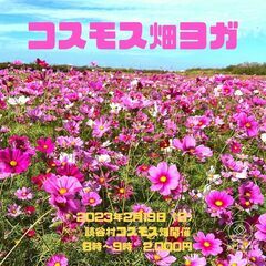 読谷村のコスモス畑でヨガレッスン🌸初心者大歓迎◎