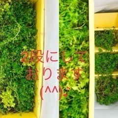 多肉植物　セダム♪の画像