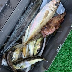 ファミリー遊漁船🎣 🚤始めました🎣‼️の画像