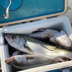 ファミリー遊漁船🎣 🚤始めました🎣‼️の画像