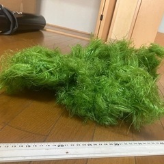 キンラン 人口水草 の画像