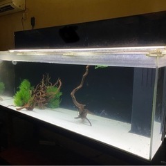 キンラン 人口水草 の画像