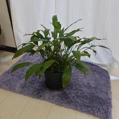 観葉植物　スパティフィラム　植木鉢付き（プラスチック製）
