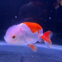 らんちゅう　③