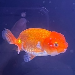 らんちゅう　④