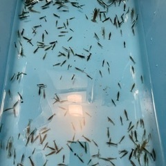 ミナミヌマエビ　1匹15円