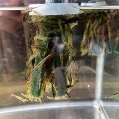 ミナミヌマエビ　1匹15円の画像