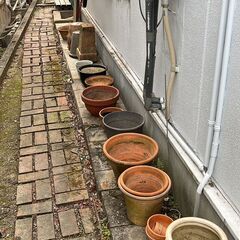 鉢貰ってください