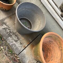 鉢貰ってくださいの画像