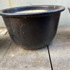 鉢貰ってくださいの画像