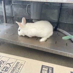 うさぎ一匹
