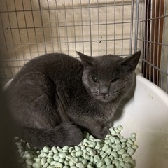 ⚽️🧸グレーの仔猫　🧸⚽️