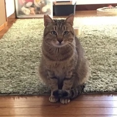 トライアルが決まりましたので一旦お問い合わせ停止します｡